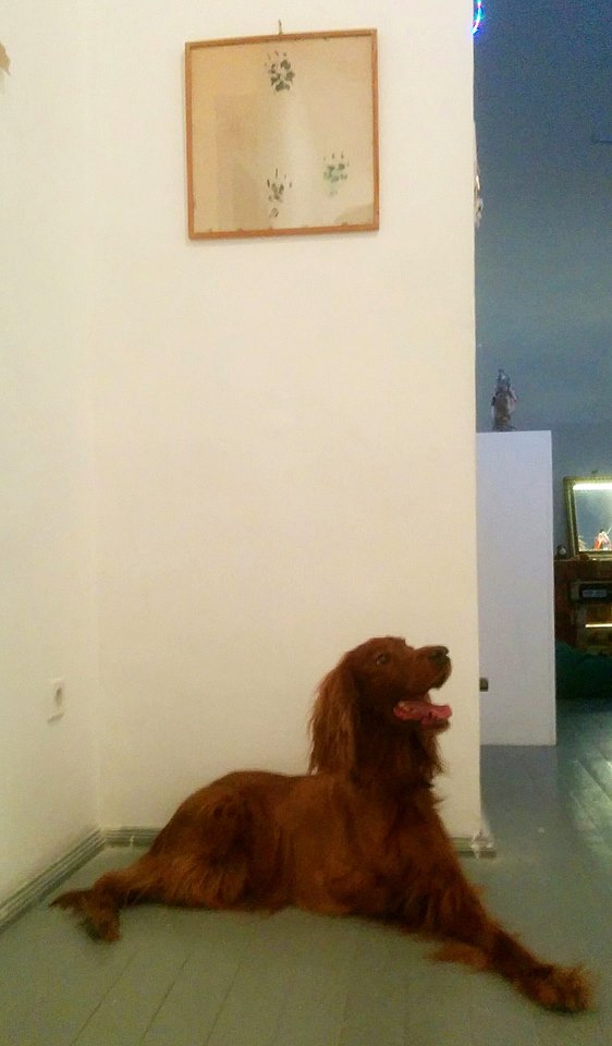 05_16114871_10154929464949467_8872172939460180057_n