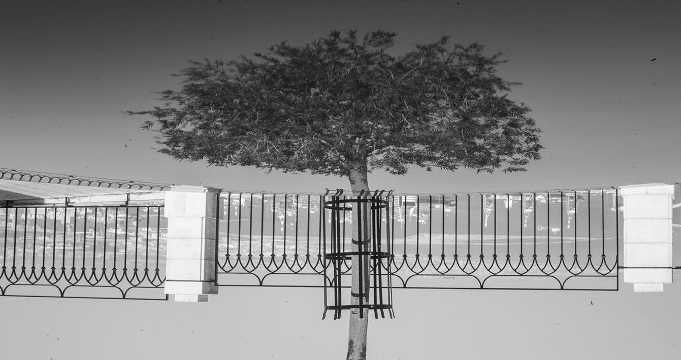 12_28472231_10156451665374467_1914024859470397440_n